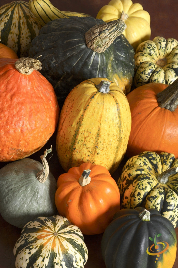 Gourd - Mixed (Small).