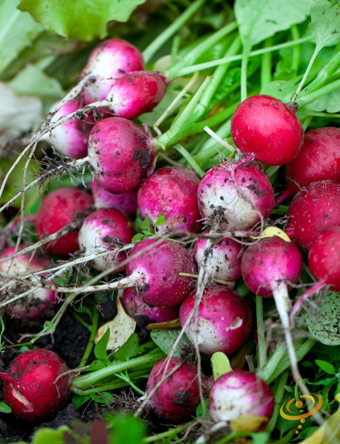 Radish - Sparkler.