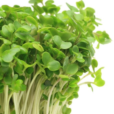 Sprouts/Microgreens - Broccoli - SeedsNow.com