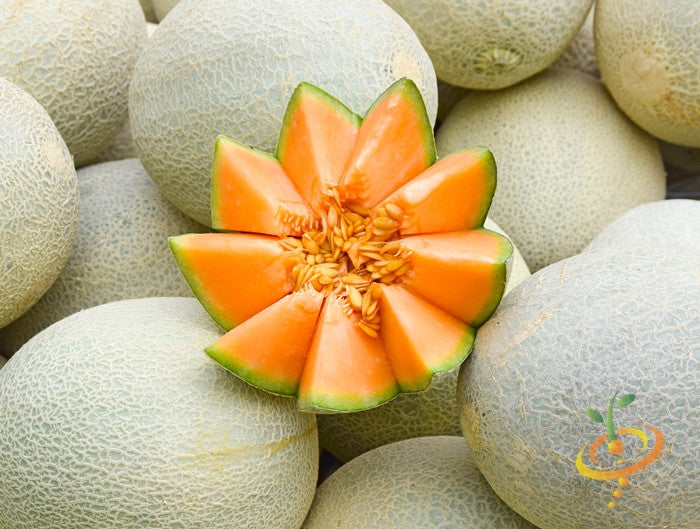 Melon - Planters Jumbo.