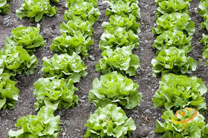 Lettuce - White Boston (Butterhead).