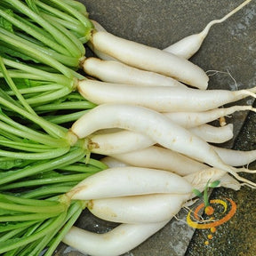 Japanese Minowase Daikon radish seeds from SeedsNow, showing fresh seed packets with illustration of large radish roots.