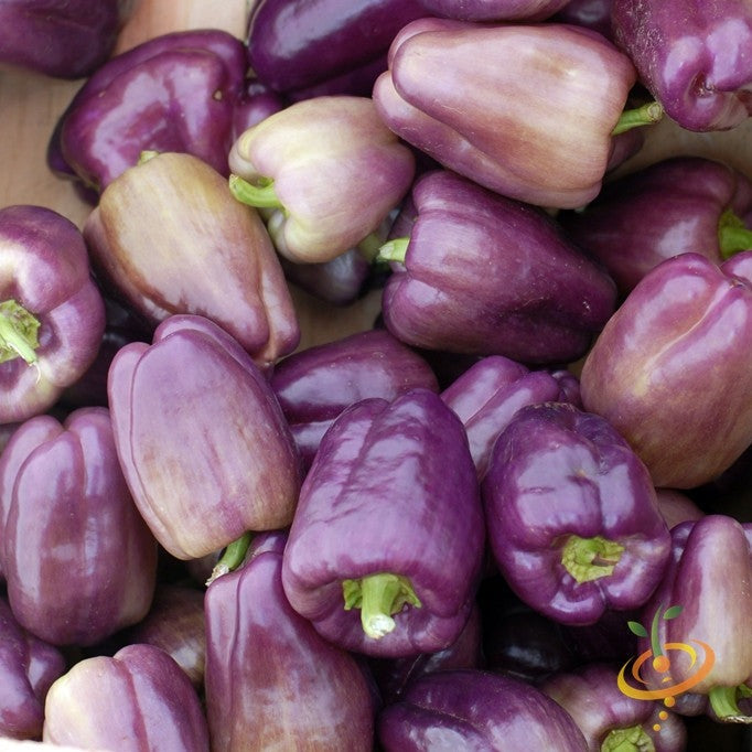 Pepper (Sweet) - Purple Beauty - SeedsNow.com