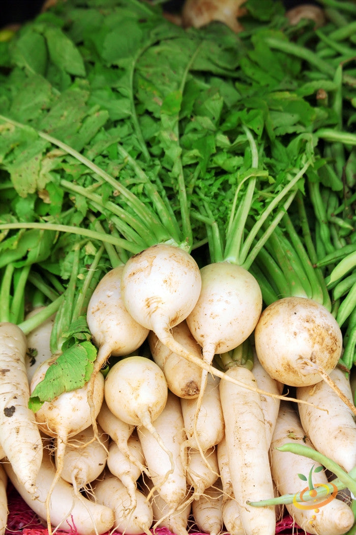 Radish - Hailstone (White).