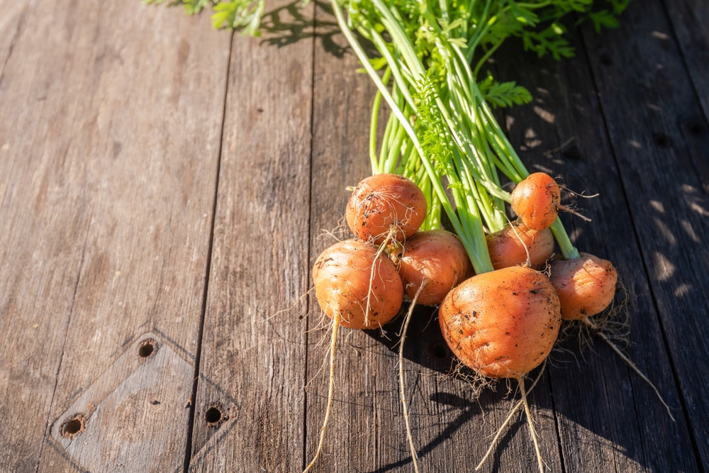 Carrot - Paris Market, 2" Round - SeedsNow.com