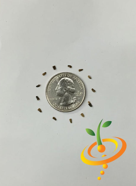 Chicory Witloof white seeds arranged around a US quarter for size comparison