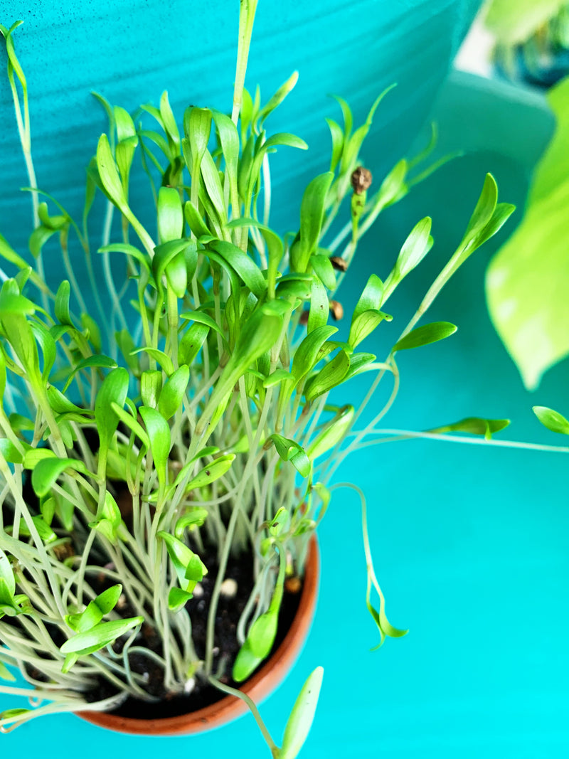 Sprouts/Microgreens - Cilantro/Coriander - SeedsNow.com
