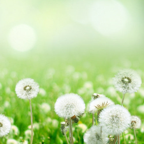 Flowers - Dandelion - SeedsNow.com