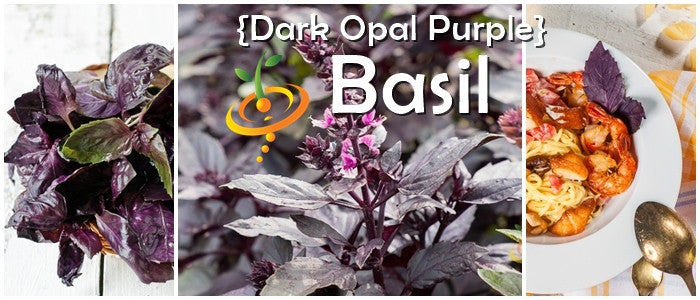 Basil - Dark Opal Purple.