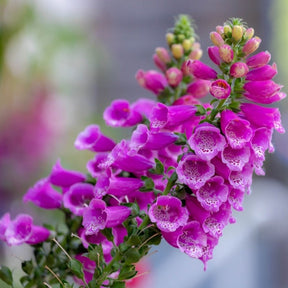 Purple Foxglove flower seeds from SeedsNow-Flowers, showcasing vibrant digitalis purpurea blooms and seed packaging.