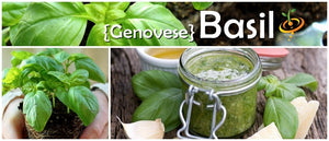 Basil - Genovese.