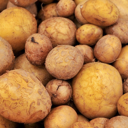 Organic German Butterball potato seed from SeedsNow-Potatoes, showing round, light-brown potato tubers ideal for planting.