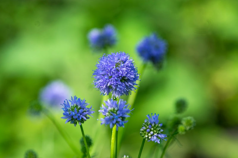 Flowers - Globe Gilia (Queen Anne’s Thimble) - SeedsNow.com