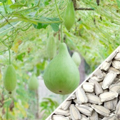 Gourd - Large Bottle "Birdhouse" - SeedsNow.com