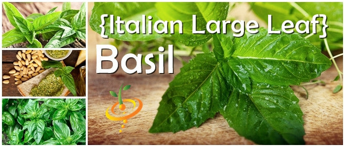 Basil - Italian Large Leaf.