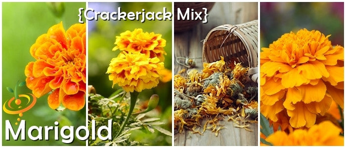 Marigold - Crackerjack Mix.