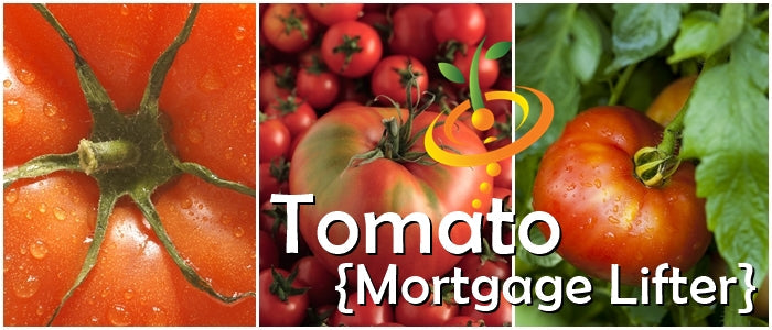 Tomato - Mortgage Lifter (Indeterminate) - SeedsNow.com