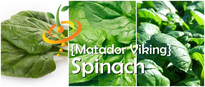 Spinach - Matador Viking.