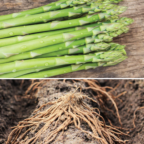 Asparagus (Crowns/Roots) - Millennium (Organic) - SeedsNow.com