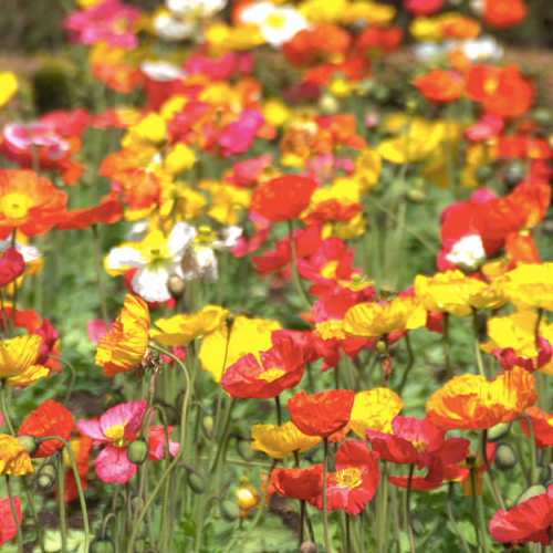 Wildflowers - Partial Shade Scatter Garden Seed Mix - SeedsNow.com