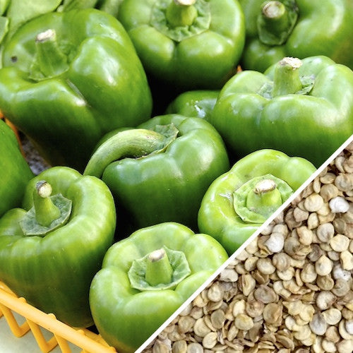 Pepper (Sweet) - Emerald Giant - SeedsNow.com