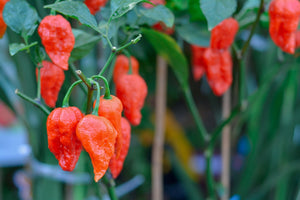 Pepper (Hot) - Ghost Chili/Bhut Jolokia 🔥🔥🔥🔥🔥🔥🥵 (HYBRID) - SeedsNow.com