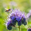 Flowers - Phacelia, Lacy - SeedsNow.com