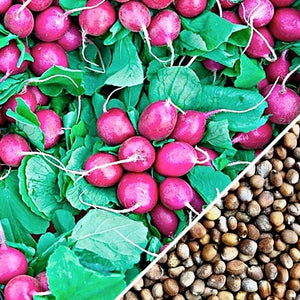 Radish - Beauty, Pink.