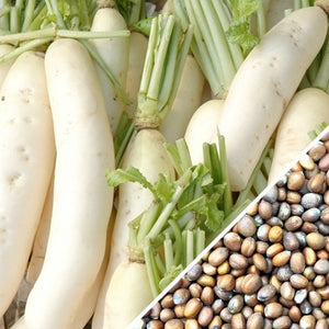 Radish - Japanese Minowase/Daikon "Big Root".