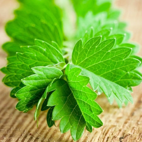 Salad Burnet.