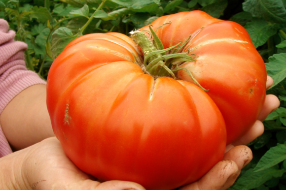 Tomato - Delicious (Indeterminate) - SeedsNow.com