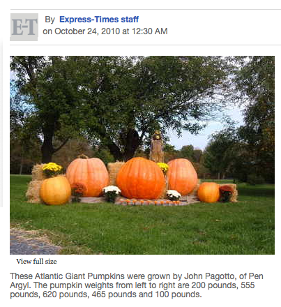 Pumpkin - Atlantic Giant.