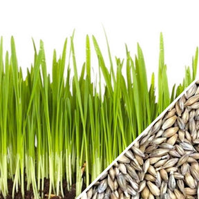 Sprouts and microgreens featuring fresh green barley grass sprouts from SeedsNow, showcasing vibrant barley grass seeds.