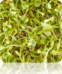 Sprouts/Microgreens - Clover.