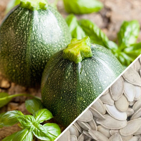 Round de Nice zucchini squash seeds from SeedsNow, showing fresh seeds for summer zucchini planting.