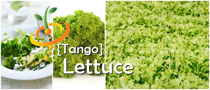 Lettuce - Tango - SeedsNow.com