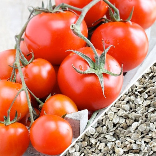 Tomato - Money Maker (Indeterminate) - SeedsNow.com