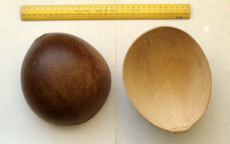 Gourd - Nest Egg - SeedsNow.com