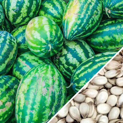 Watermelon - Congo - SeedsNow.com