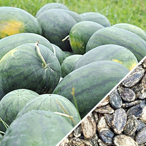 Watermelon - Florida Giant.