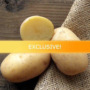 Organic Agata mid-season potato seed from SeedsNow-Potatoes, showcasing healthy, fresh heirloom potato seed for planting.