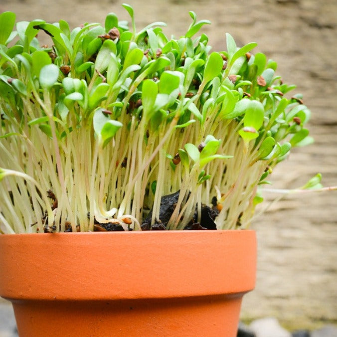 Sprouts/Microgreens - Alfalfa - SeedsNow.com