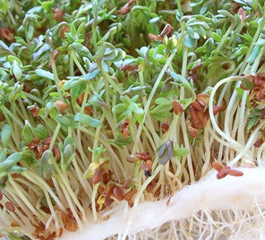 All-in-One Sprouts/Microgreens Seed Bank w/Sprouting Jar.