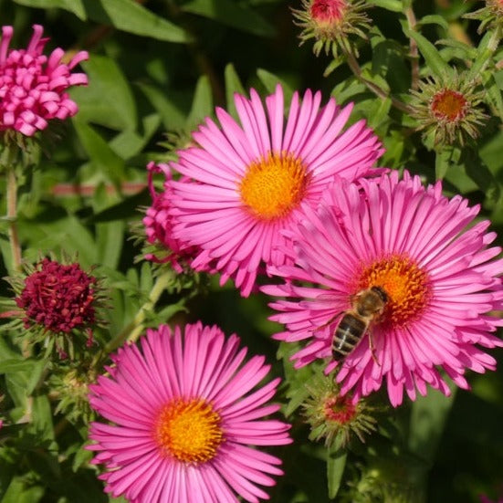 Flowers - Aster, New England (Michaelmas Daisy) - SeedsNow.com
