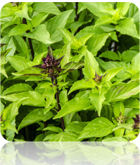 Basil - Thai.