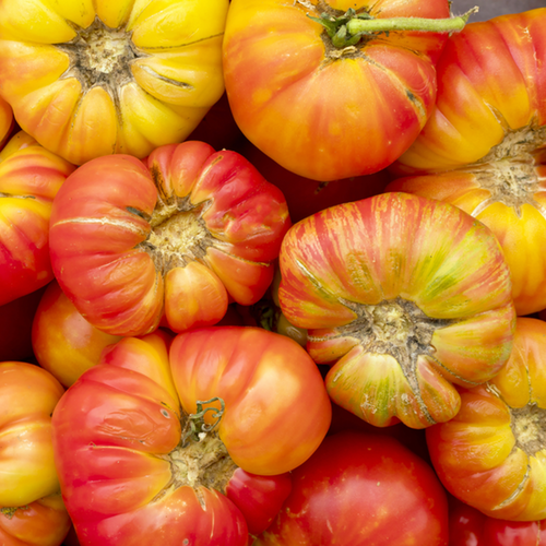 Tomato - Big Rainbow (Indeterminate) - SeedsNow.com