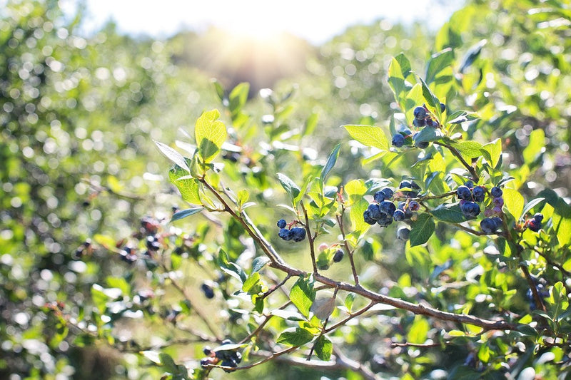 Blueberry, Highbush - SeedsNow.com