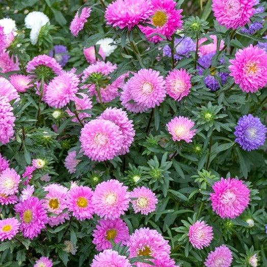 Flowers - Aster, Powderpuff (China Aster) - SeedsNow.com