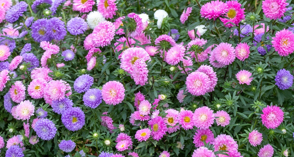 Flowers - Aster, Powderpuff (China Aster) - SeedsNow.com