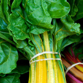 Close-up of fresh Yellow Canary Swiss Chard with vibrant yellow stems and green leaves.